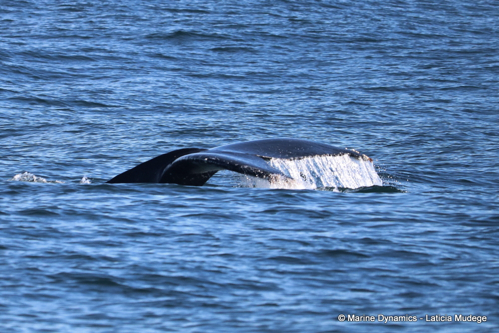 Marine Big 5 Daily Blog 30 May