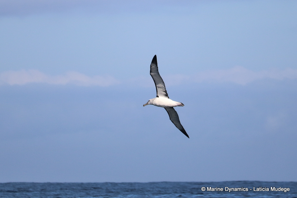 Shy Albatross, whale watching, gansbaai, south africa,