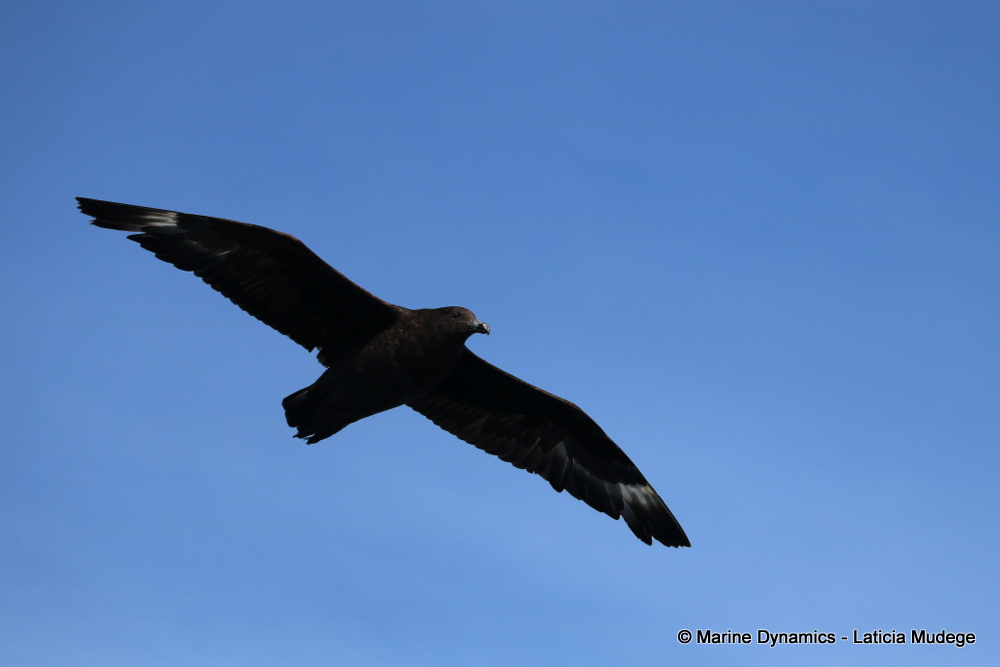 Subantarctic Skua, whale watching, gansbaai, south africa,