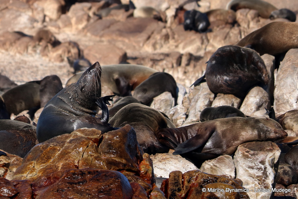 Cape fur seal, whale watching, gansbaai, south africa,