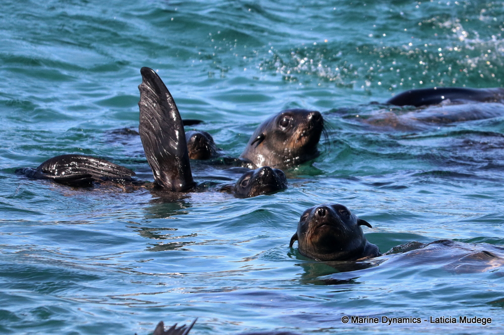 Cape fur seal, whale watching, gansbaai, south africa,