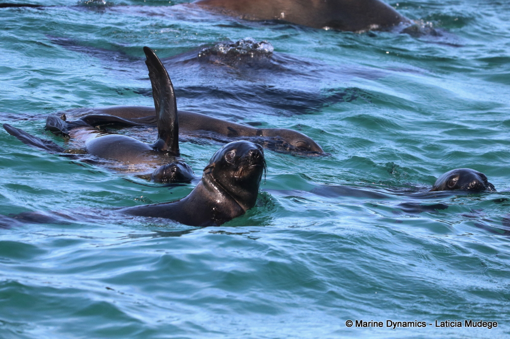 Cape fur seal, whale watching, gansbaai, south africa,