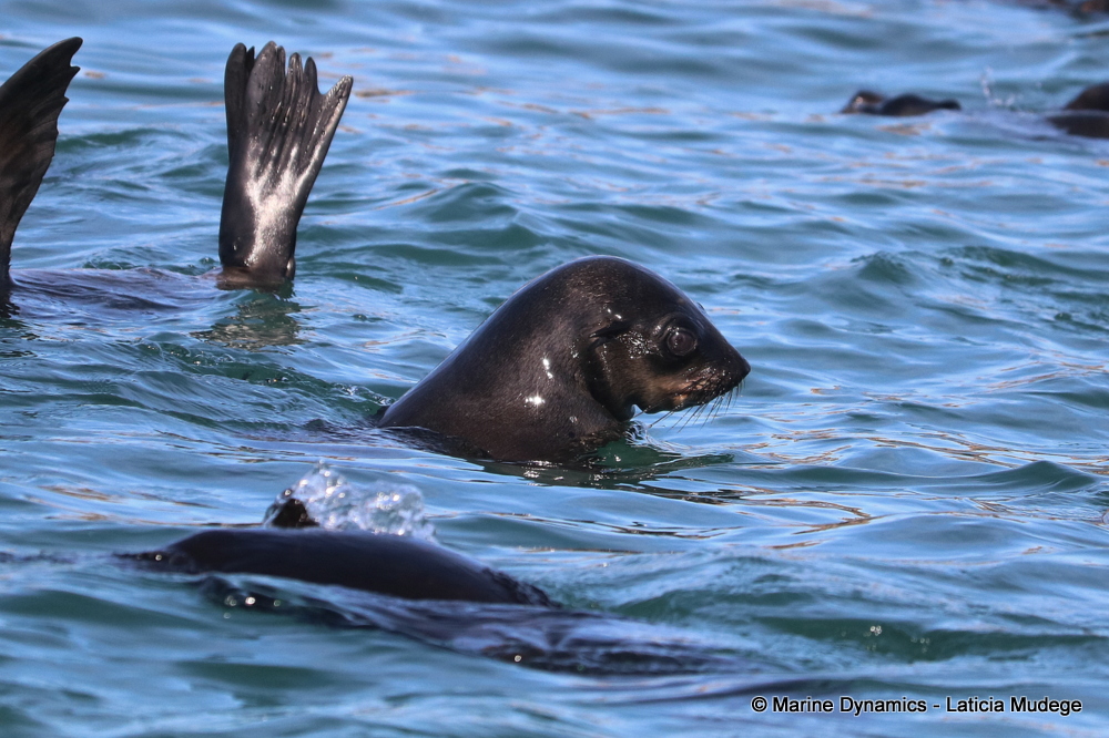 Cape fur seal, whale watching, gansbaai, south africa,
