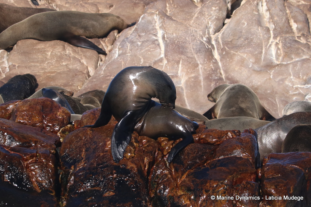 Cape fur seal, whale watching, gansbaai, south africa,