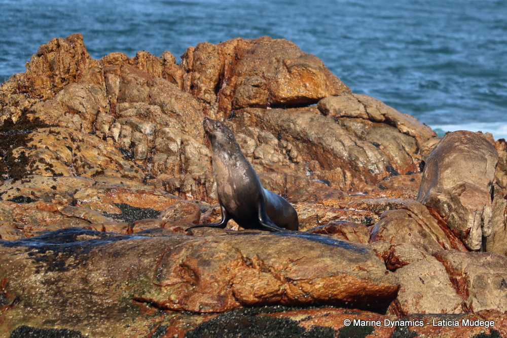 Cape fur seal, whale watching, gansbaai, south africa,