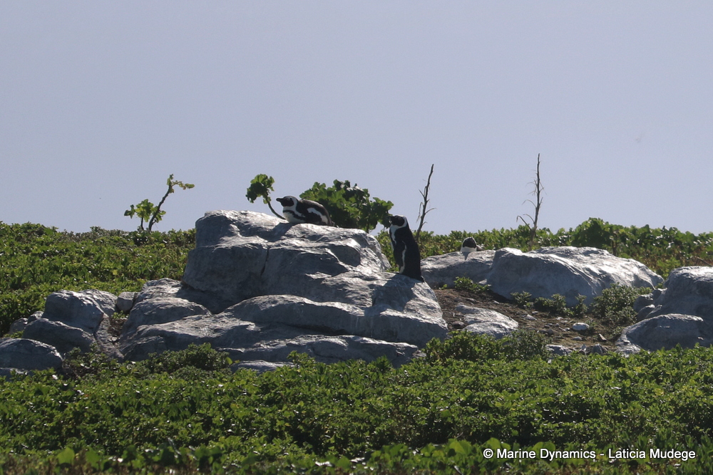 African Penguin ,whale watching, gansbaai, south africa,