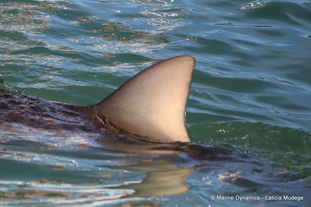 bronze whaler shark, whale watching, gansbaai, south africa,