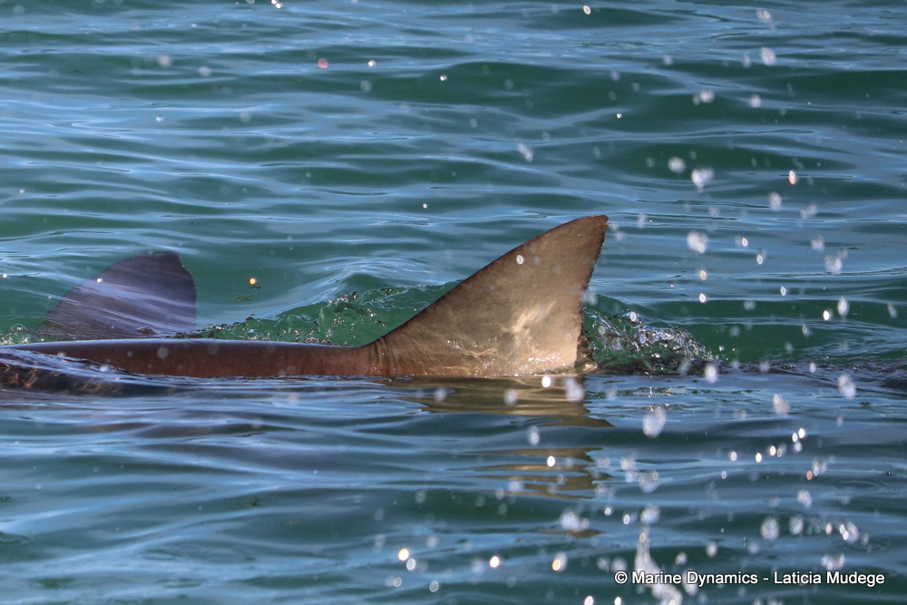 bronze whaler shark, whale watching, gansbaai, south africa,