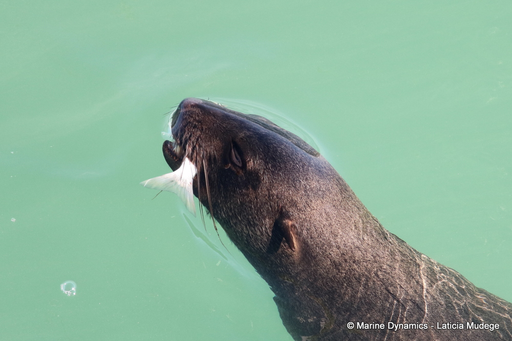 Cape fur seal, whale watching, gansbaai, south africa,