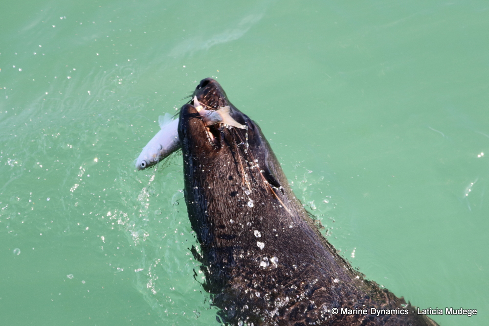 Cape fur seal, whale watching, gansbaai, south africa,