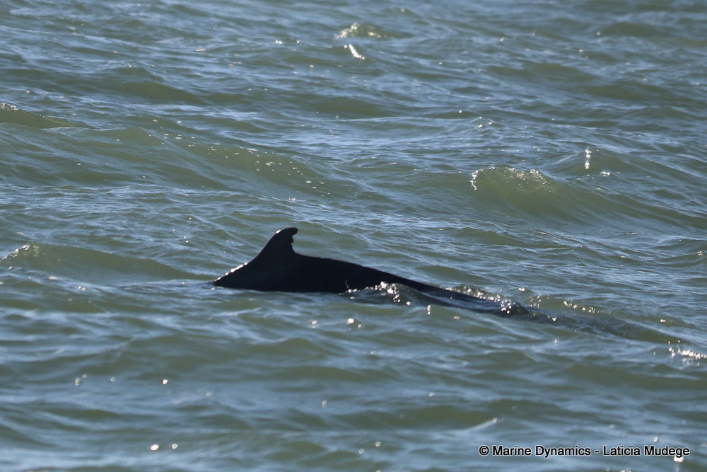 Indian Ocean humpback dolphin, whale watching, gansbaai, south africa,