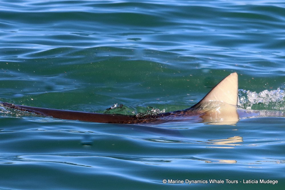 bronze whaler shark, whale watching, gansbaai, south africa,