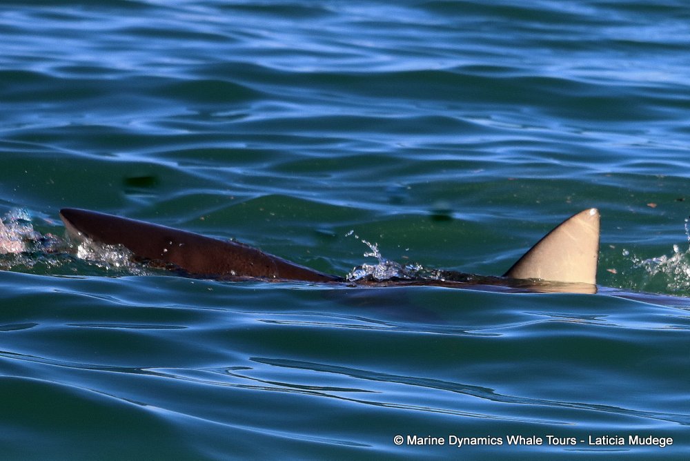 bronze whaler shark, whale watching, gansbaai, south africa,