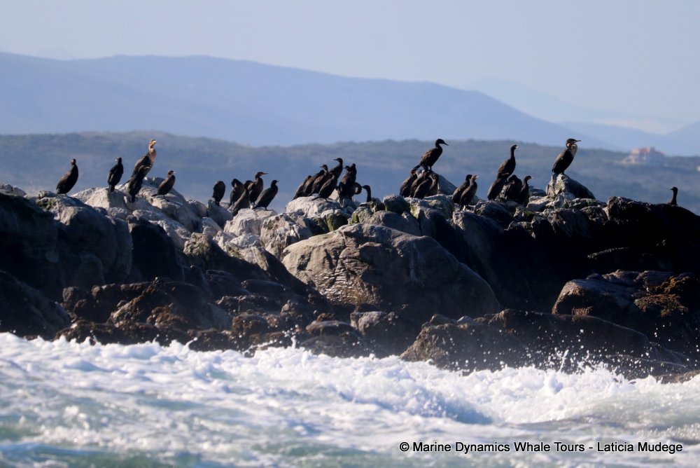 dyer island, whale watching, gansbaai, south africa,
