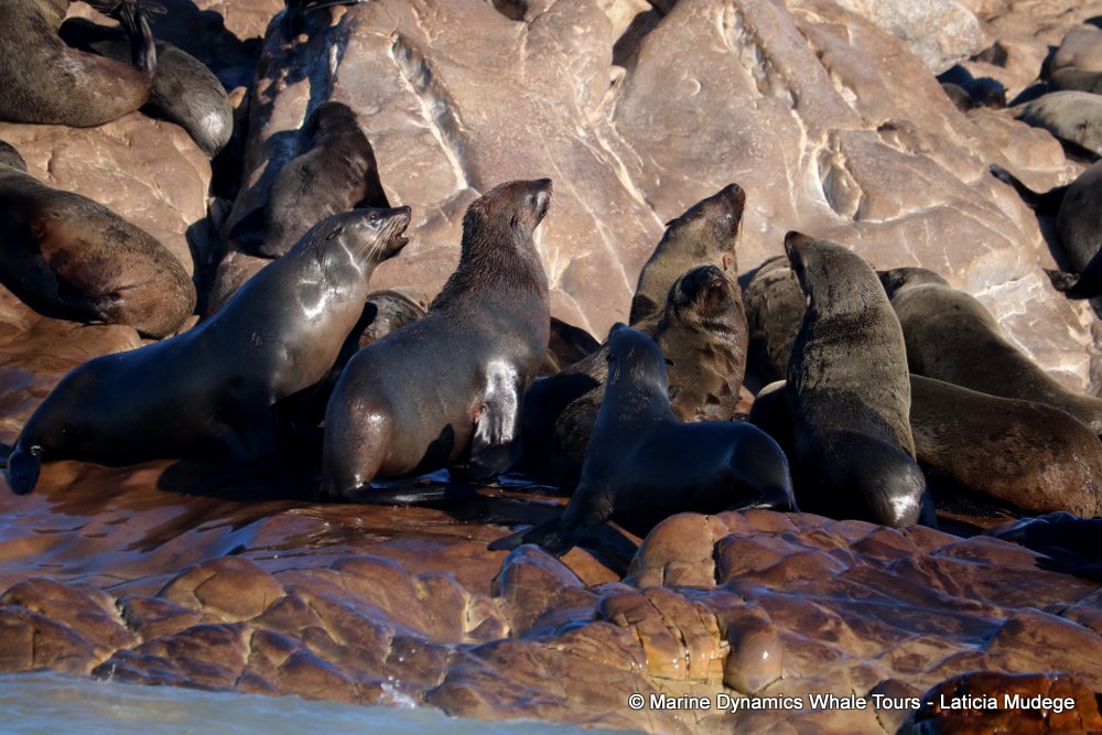 cape fur seal, whale watching, gansbaai, south africa