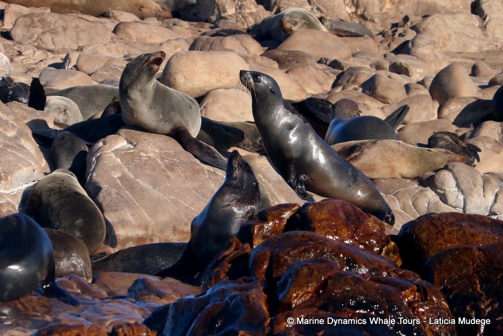 cape fur seal, whale watching, gansbaai, south africa