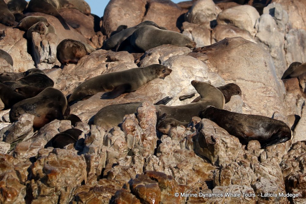 cape fur seal, whale watching, gansbaai, south africa