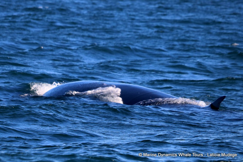 bryde's whale, whale watching, gansbaai, south africa,