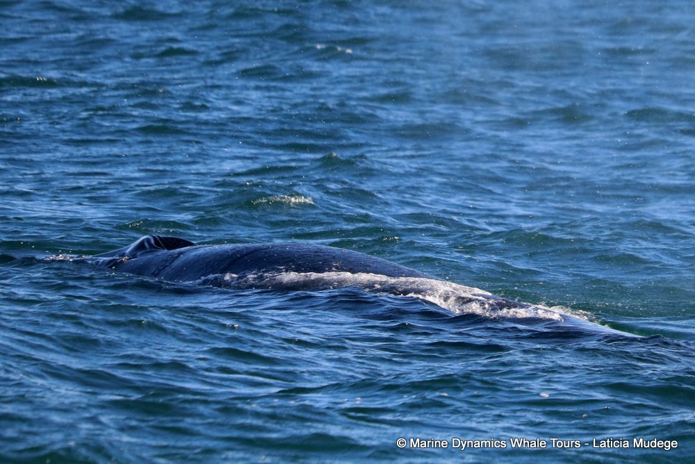 bryde's whale, whale watching, gansbaai, south africa,