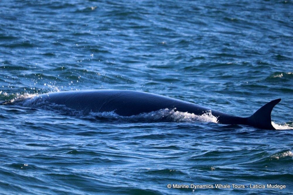 bryde's whale, whale watching, gansbaai, south africa,