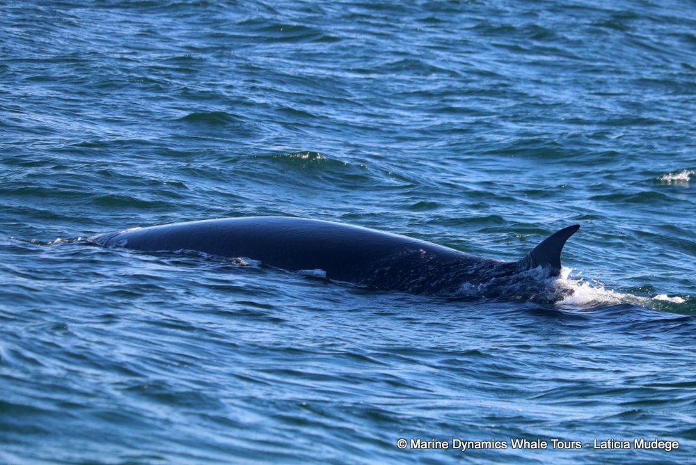 bryde's whale, whale watching, gansbaai, south africa,