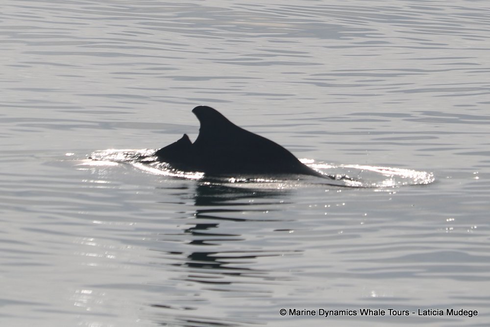humpback dolphin, whale watching, gansbaai, south africa