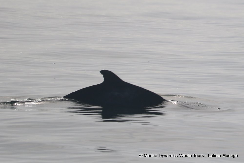 humpback dolphin, whale watching, gansbaai, south africa