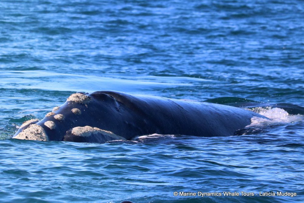 Southern right whale, whale watching, gansbaai, south africa,