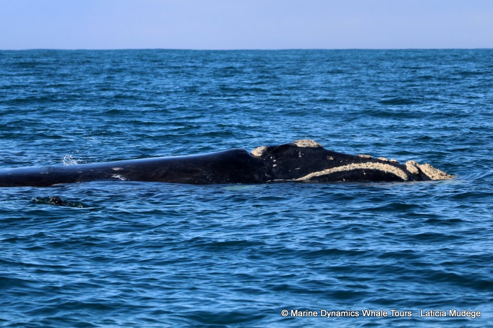 Southern right whale, whale watching, gansbaai, south africa,