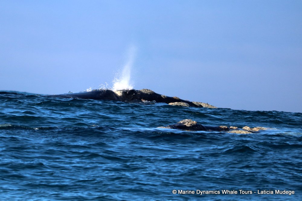 Southern right whale, whale watching, gansbaai, south africa,
