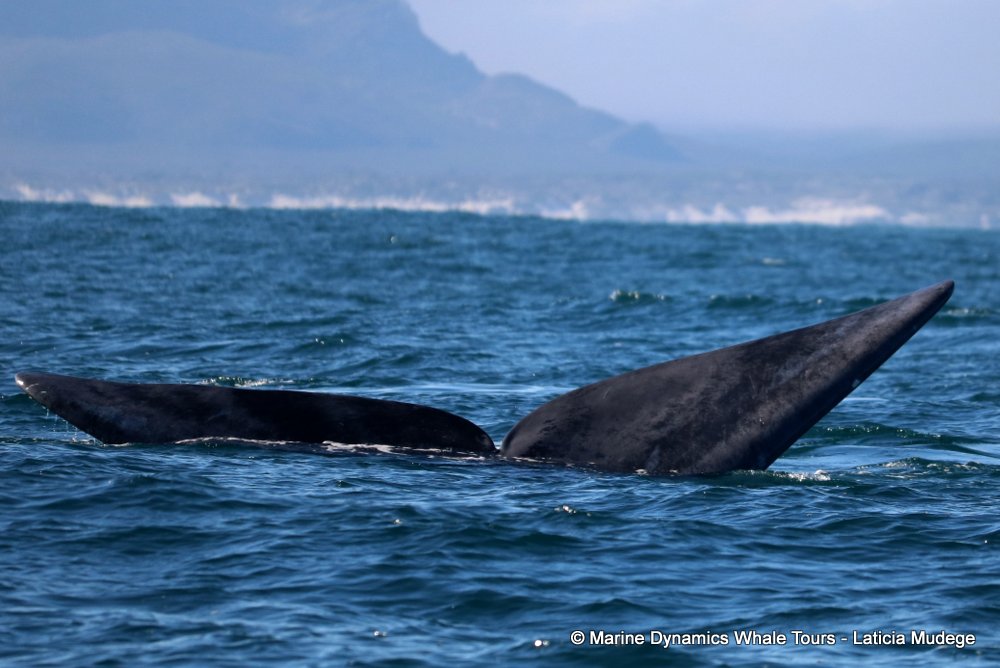 Southern right whale, whale watching, gansbaai, south africa,