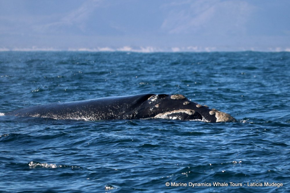 Southern right whale, whale watching, gansbaai, south africa,