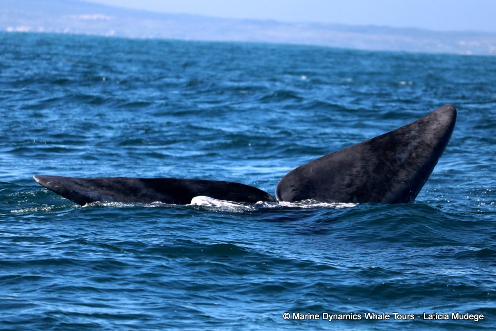 Southern right whale, whale watching, gansbaai, south africa,