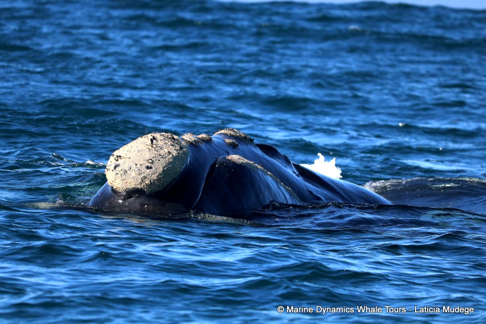 Marine Big 5 Daily Blog 31 May
