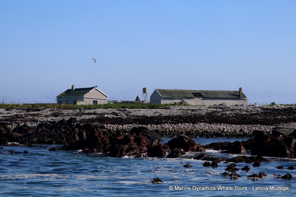 dyer island, whale watching, gansbaai, south africa,