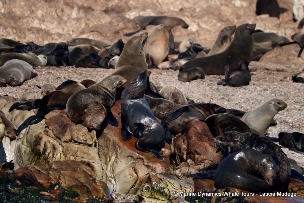 cape fur seal, whale watching, gansbaai, south africa