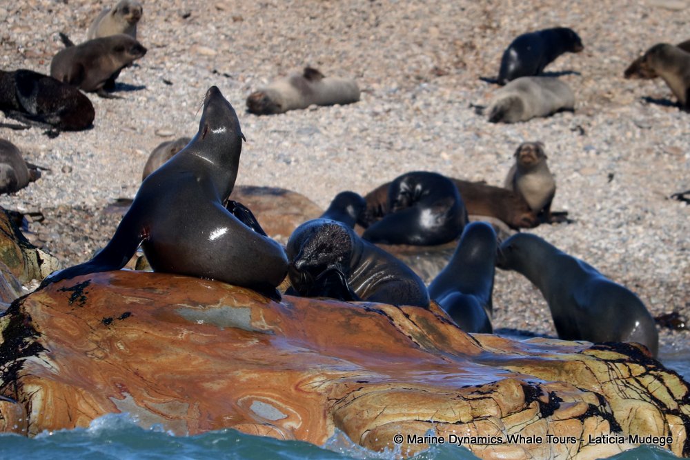 cape fur seal, whale watching, gansbaai, south africa