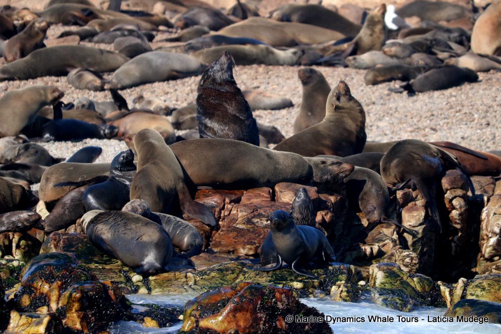 cape fur seal, whale watching, gansbaai, south africa