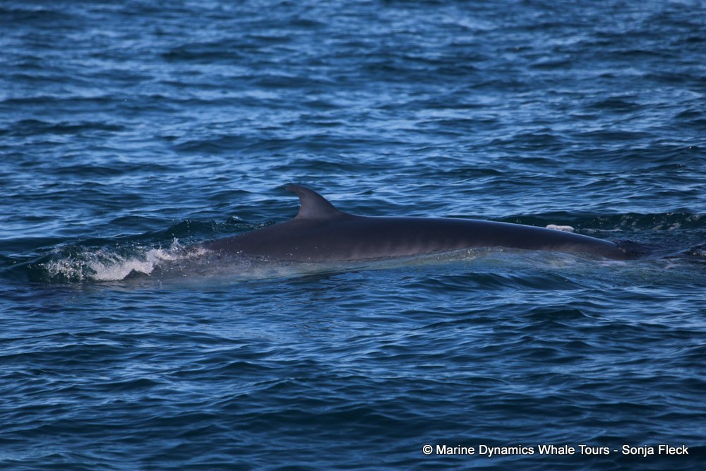bryde's whale, whale watching, gansbaai, south africa,