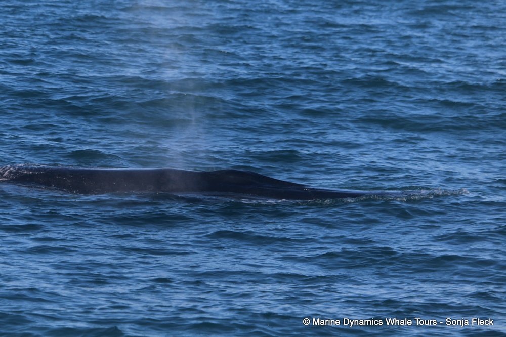 bryde's whale, whale watching, gansbaai, south africa,