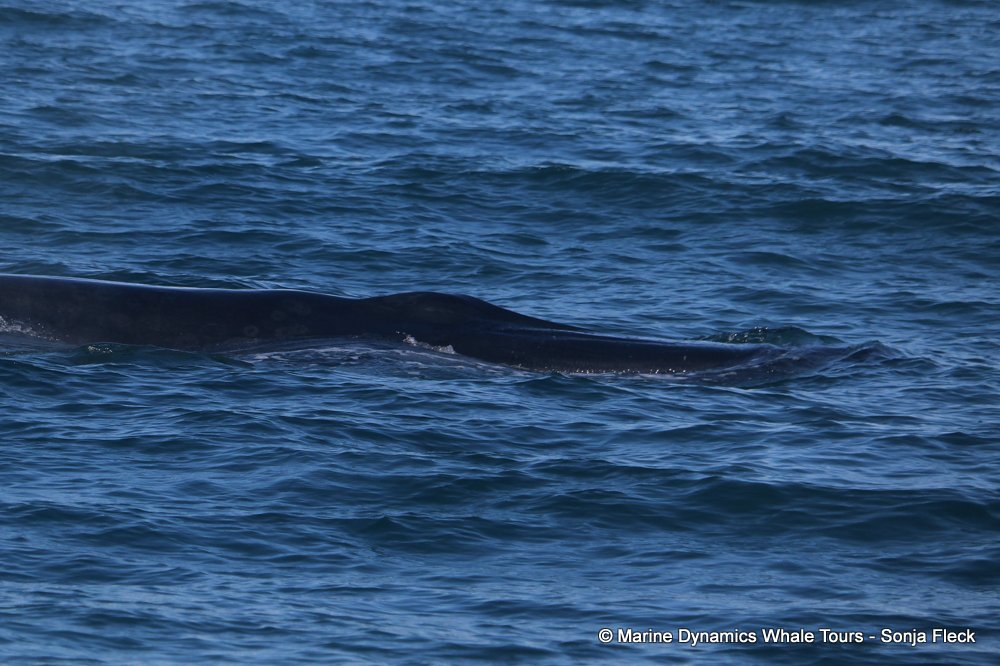 bryde's whale, whale watching, gansbaai, south africa,