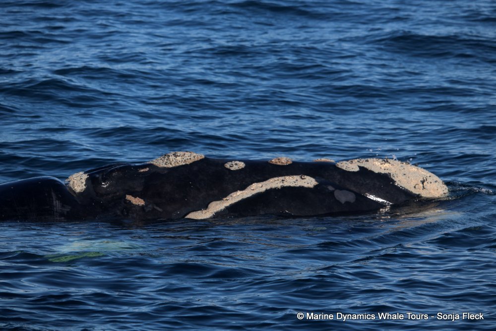 Southern right whale, whale watching, gansbaai, south africa,