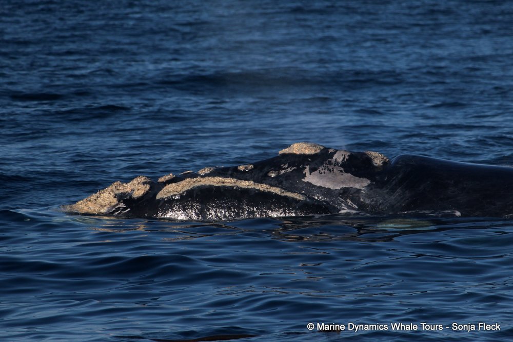 Southern right whale, whale watching, gansbaai, south africa,