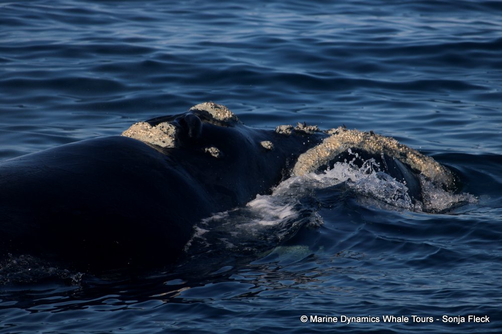 Southern right whale, whale watching, gansbaai, south africa,