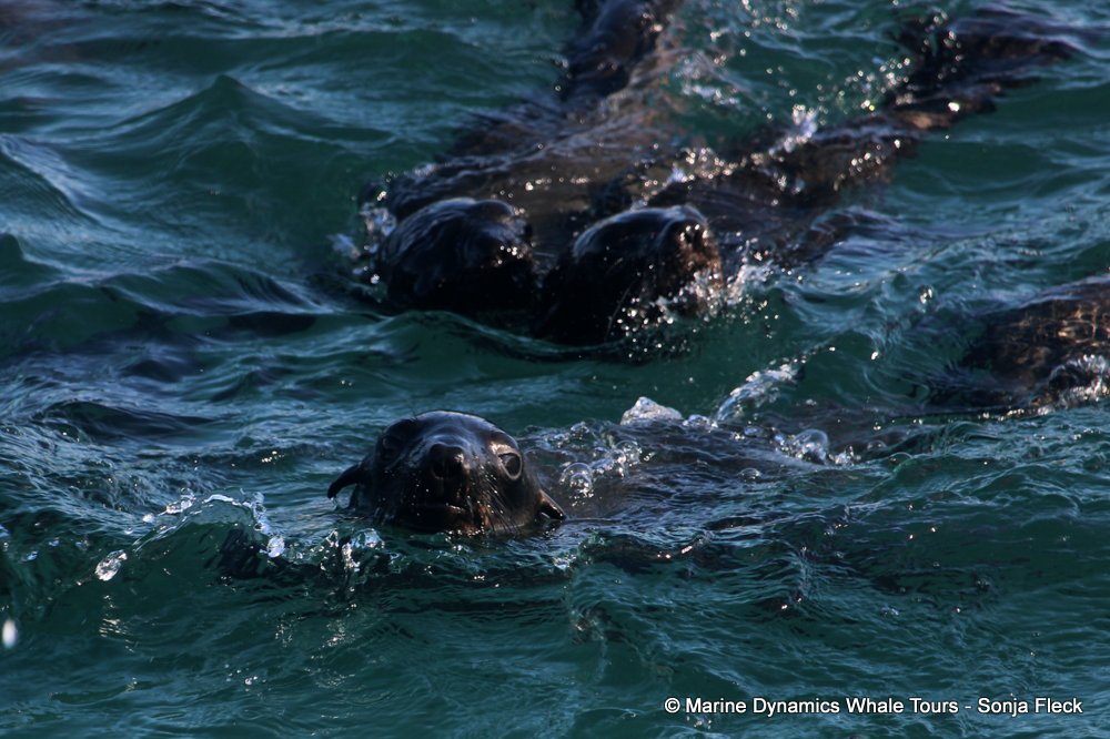 cape fur seal, whale watching, gansbaai, south africa