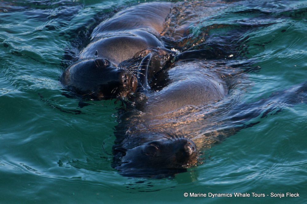 cape fur seal, whale watching, gansbaai, south africa