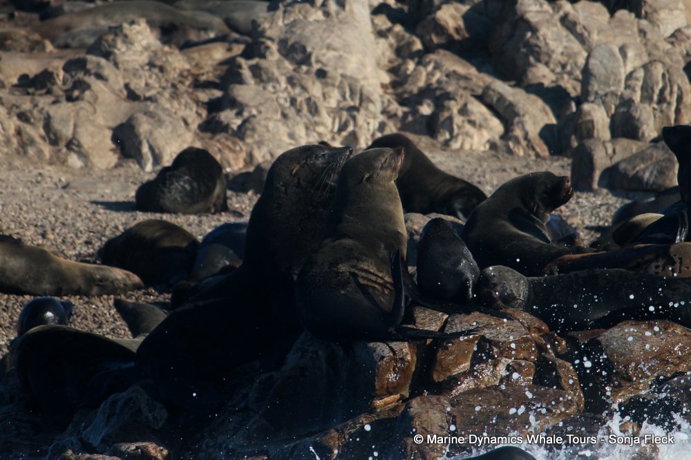 cape fur seal, whale watching, gansbaai, south africa