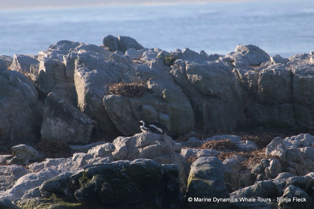 african penguin, whale watching, gansbaai, south africa