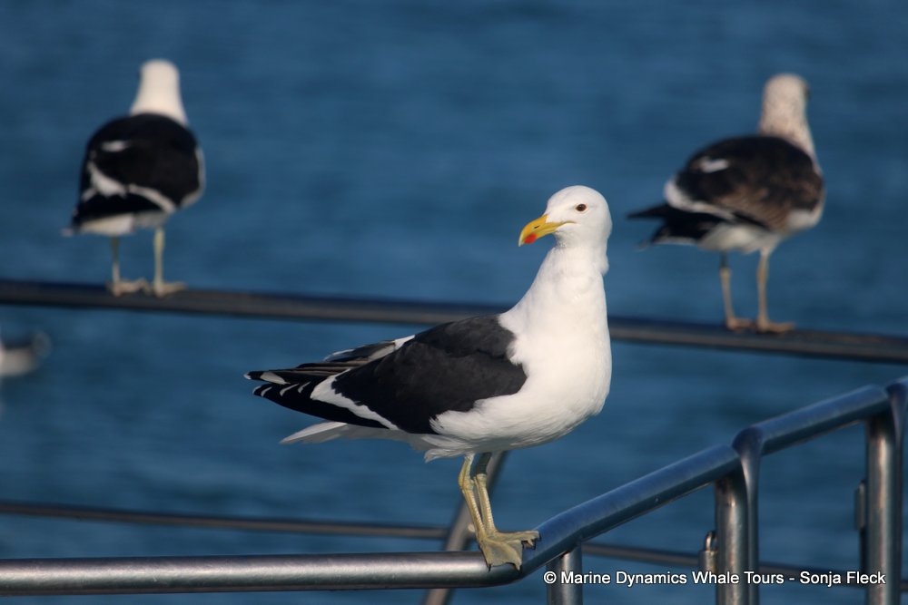Kelp Gull, whale watching, gansbaai, south africa,