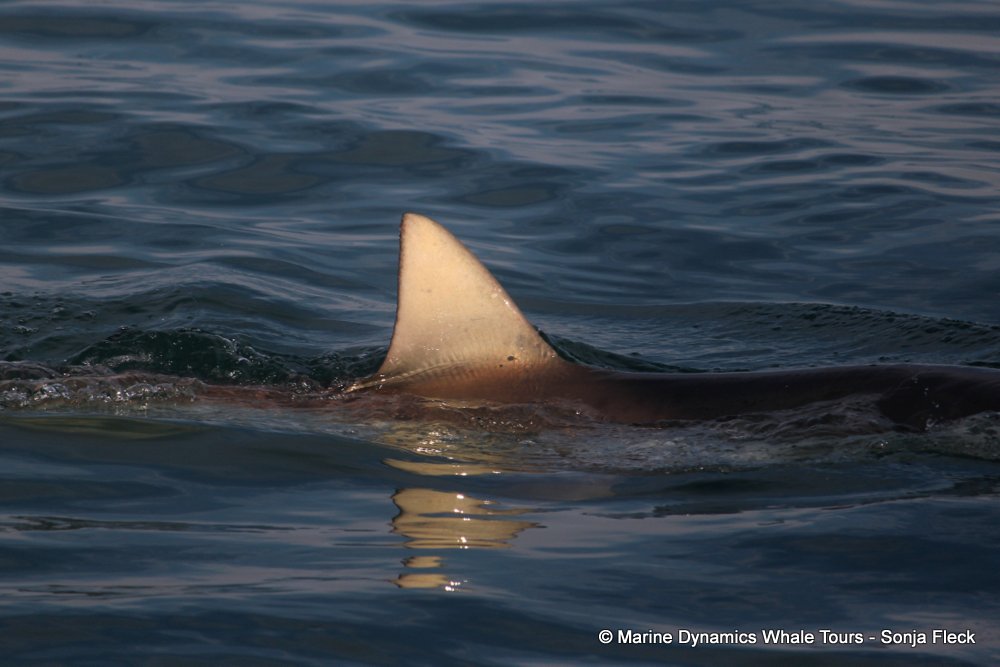 bronze whaler shark, whale watching, gansbaai, south africa,